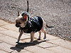 traveling with pets